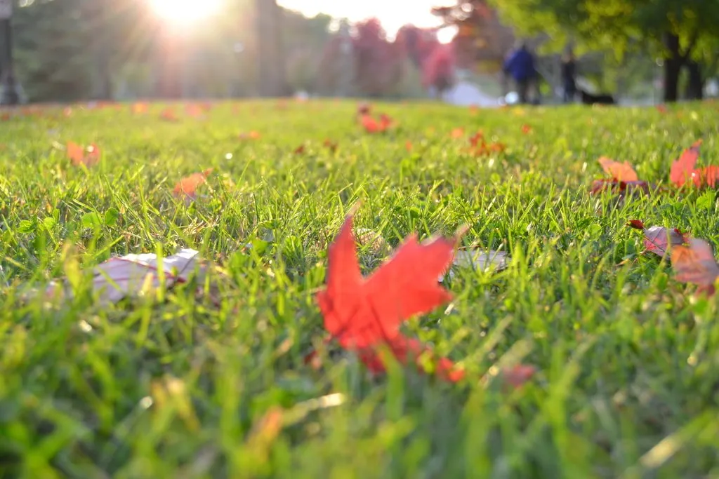Fall Lawn Care Advice | Mighty Green Lawn Care