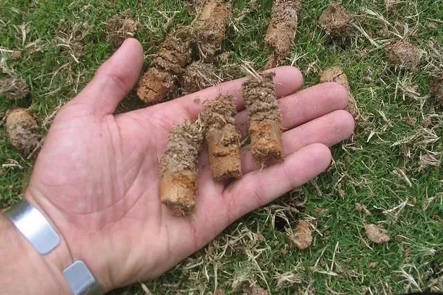 Why You Should Hire a Professional to Aerate Your Lawn | Mighty Green