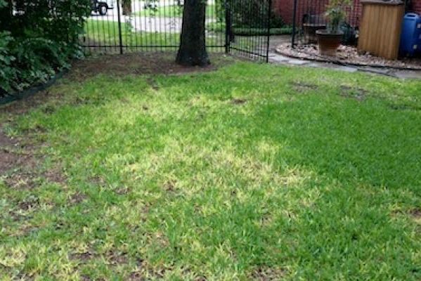 Warning Signs of Lawn Disease | Mighty Green Lawn Care