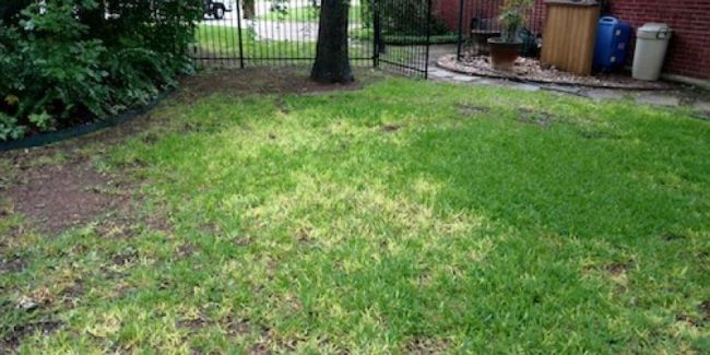 Warning Signs of Lawn Disease | Mighty Green Lawn Care