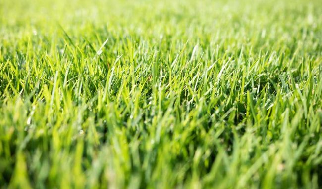 Customized Lawn Care Services