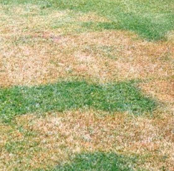 brown-patch-fungus lawn diseases, brown patch