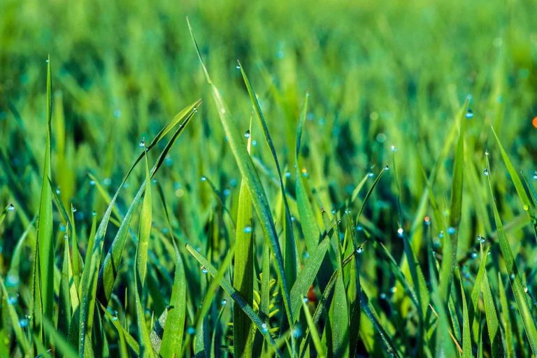 lawn care blog