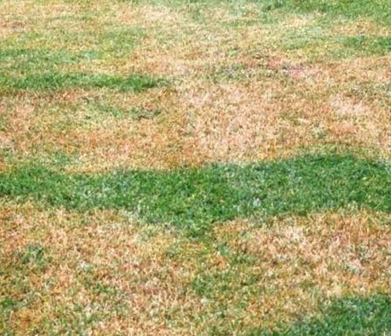 Disease and Fungus on turf grass.