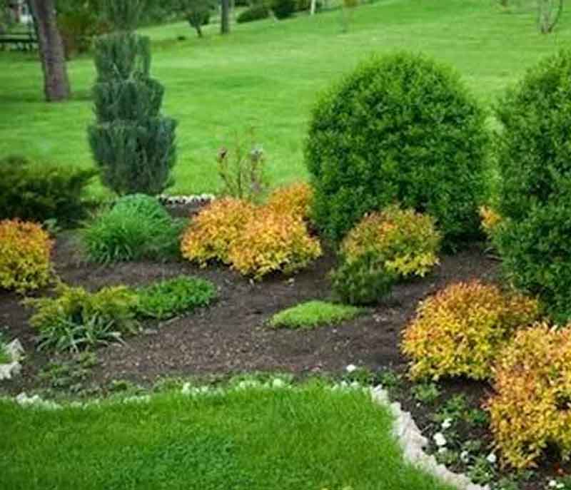 Trees and shrubs in a well kept garden.