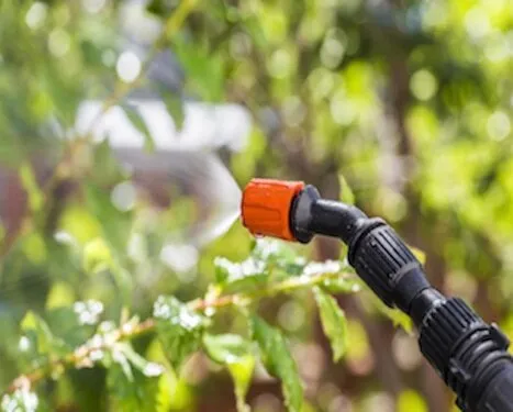 Weed Control Service