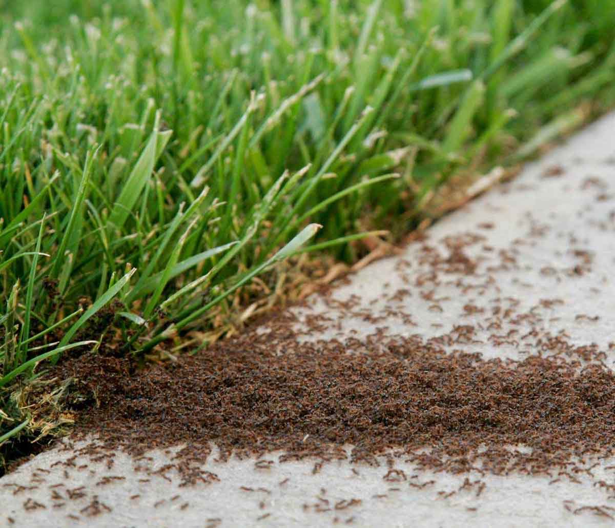 Lawn Care Birmingham