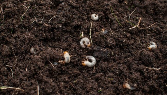 Grubs in Alabama Lawn white grubs in lawn soil