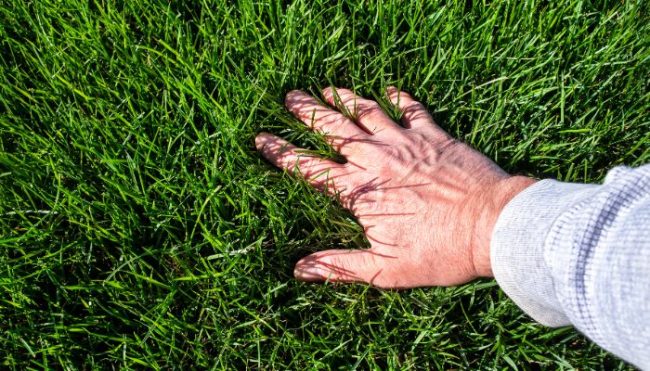 types of grass in alabama close up of hand in green grass lawn