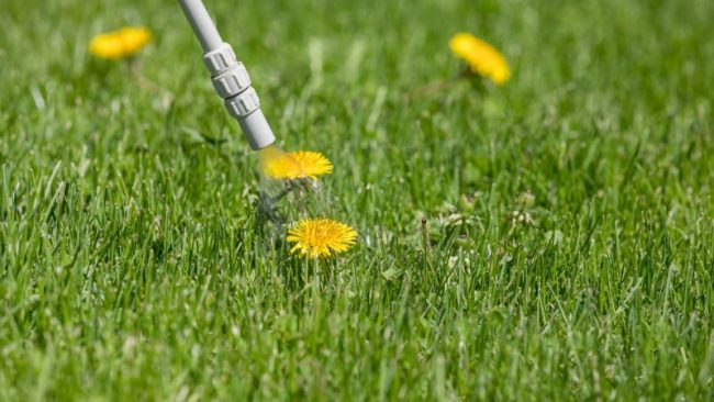 Weeds in lawn - Lawn Care in Birmingham and Montgomery
