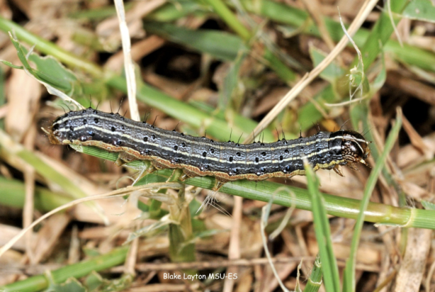 armyworm in grass