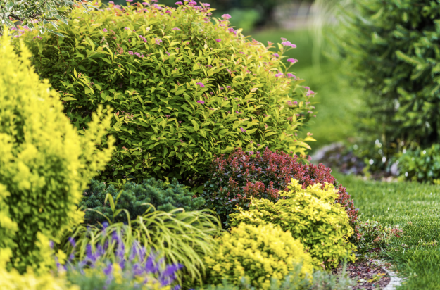 Tree&ShrubCare_2_MGB tree and shrub care in birmingham